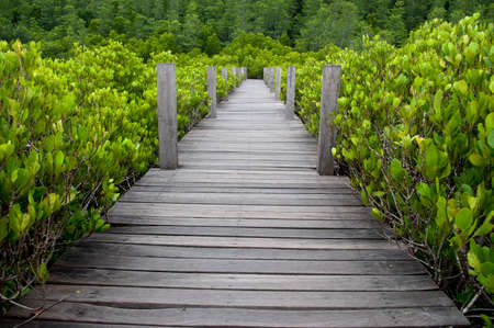 Long wood bridge in mangrove forestの写真素材