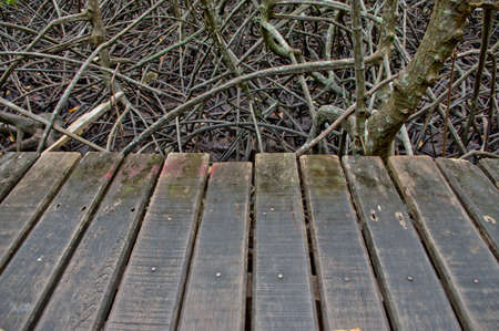 mangrove forest in Thailandの写真素材