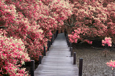 wooden bridge into the autumn forestの写真素材