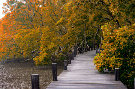 wooden bridge into the autumn forestの写真素材
