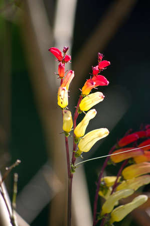 Red flower in gardenの写真素材