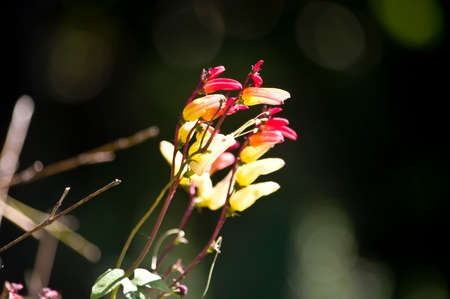 Red flower in gardenの写真素材