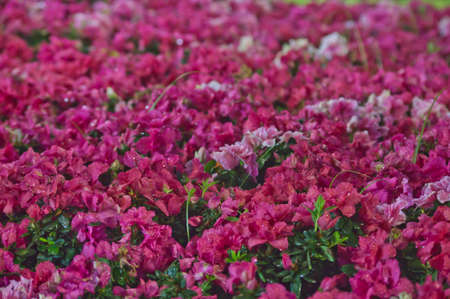 Red flower in gardenの写真素材