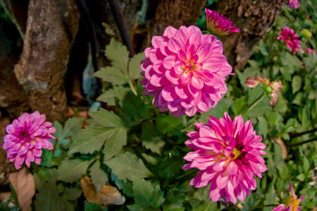 Pink dahlia flower in gardenの写真素材