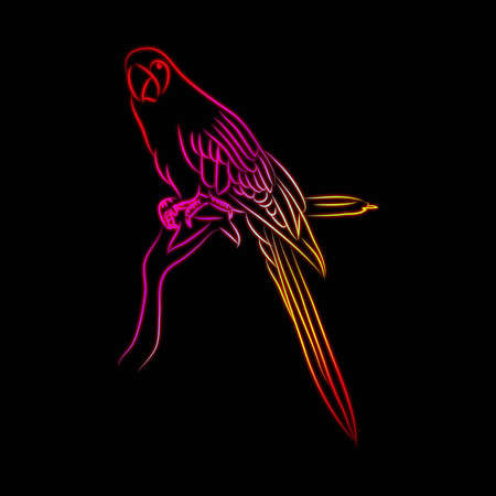 macore bird pattern black backgroundの写真素材