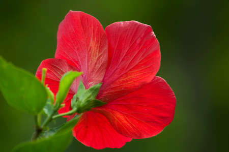 Back red hibiscus flower in a tropical gardenの写真素材