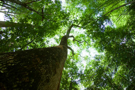 Tree view from low angleの写真素材