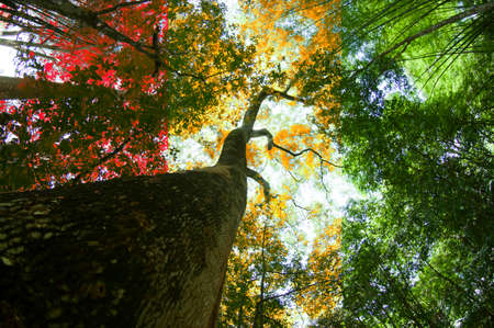 Autumn forest tree view from low angle