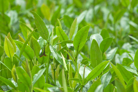 Summer branch with fresh green leaves