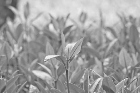 Summer branch with fresh black and white leaveの写真素材