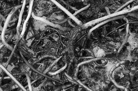 Mangrove tree leaves and roots in tropical swamp