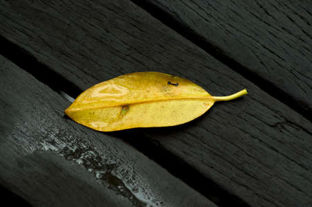 Original autumn foliage in yellow color on wet wooden floorの写真素材
