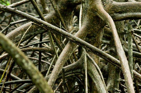 mangrove tree leaves and roots in tropical swamp, thailandの写真素材