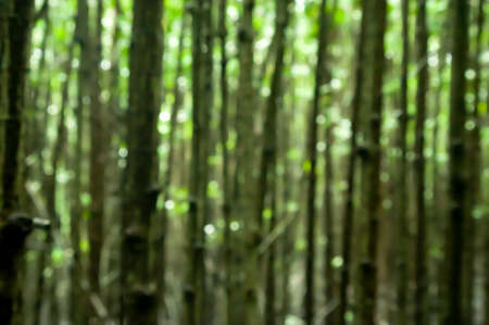mangrove root in wetland blurred background conceptの写真素材