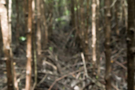 mangrove root in wetland blurred background conceptの写真素材