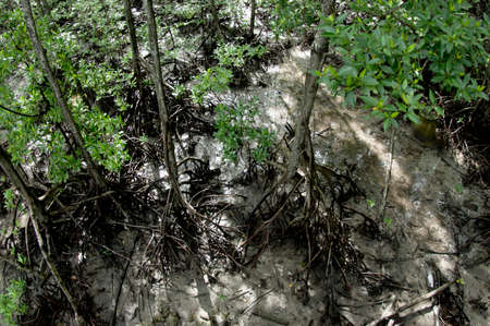 Top view mangrove tree leaves and roots in tropical swamp, thailandの写真素材