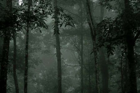 abstract treeの写真素材