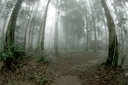 abstract treeの写真素材