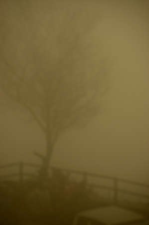 abstract treeの写真素材