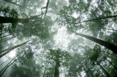 Abstract mist in the forest tree view from low angleの写真素材