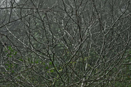 abstract treeの写真素材