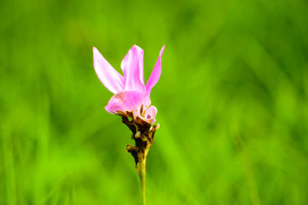 Beautiful soft pink white flower ( Zingiberaceae )の写真素材