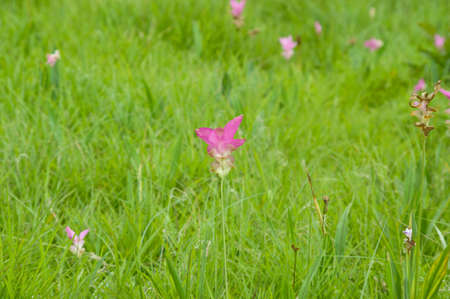Beautiful soft pink white flower ( Zingiberaceae )の写真素材