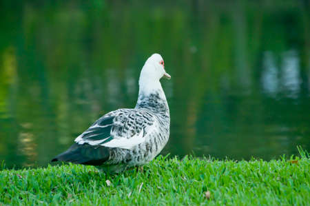 Mallard duck background Natureの写真素材