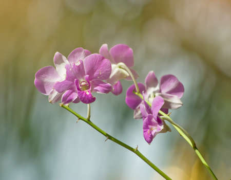 Orchids close up at Royal Rajchapuak Park, Chiangmai Thailand, Thai orchids. Cymbidium hybrids Orchids.の写真素材