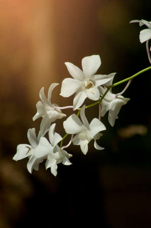 Orchids close up at Royal Rajchapuak, Chiangmai Thailand, Thai orchids. Cymbidium hybrids Orchids.の写真素材