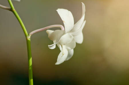 Orchids close up at Royal Rajchapuak Park, Chiangmai Thailand, Thai orchids. Cymbidium hybrids Orchids.の写真素材
