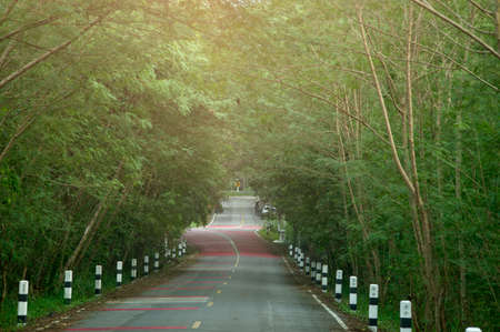 Sun rays illuminating a scenic road in a beautiful green forest