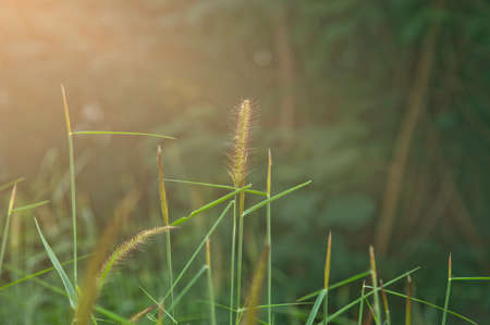 Close up grass flower with morning sunlight