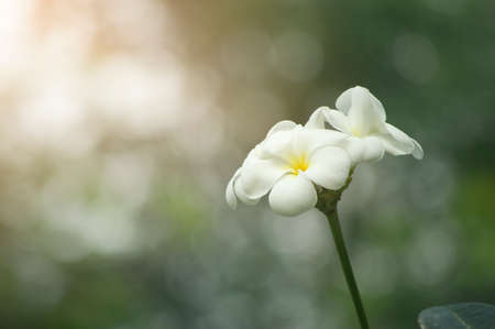 Plumeria flower and beautiful lightの写真素材