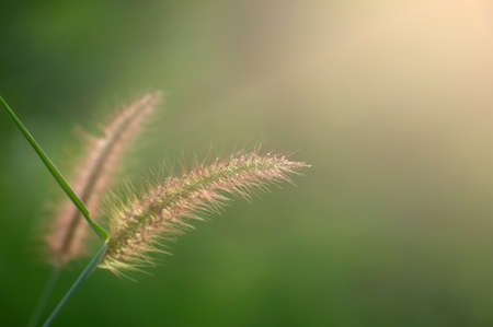 Close up grass flower with morning sunlightの写真素材