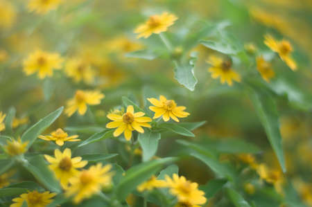 Yellow flower for backgroundの写真素材
