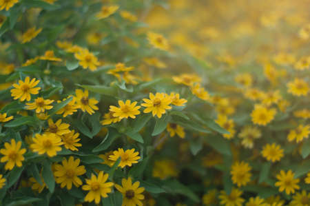 Yellow flower for background