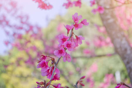Spring nature background Sakura blooming over sunny skyの写真素材