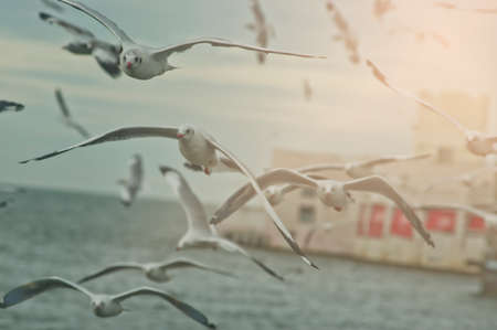 Seagull flying over the sea at sunsetの写真素材