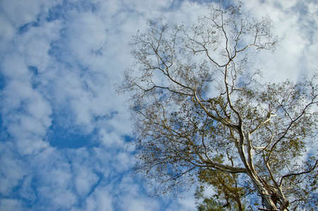 tree perspective view and skyの写真素材