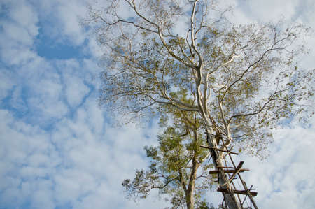 tree perspective view and skyの写真素材