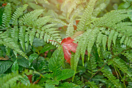 maple leaves on autumn seasonの写真素材