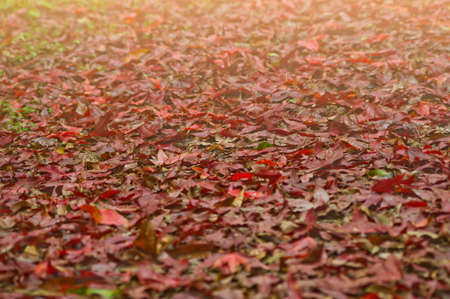 maple leaves on autumn season