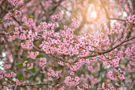 Spring nature background Sakura blooming over sunny skyの写真素材