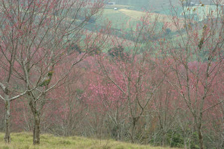 Spring nature background Sakura blooming over sunny skyの写真素材