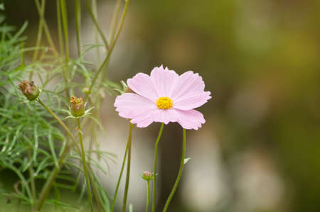 Beautiful cosmos flower in the garden and morning sunlightの写真素材