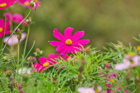 Beautiful cosmos flower in the garden and morning sunlightの写真素材