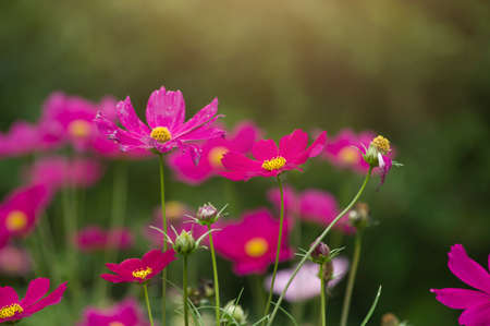 Beautiful cosmos flower in the garden and morning sunlightの写真素材