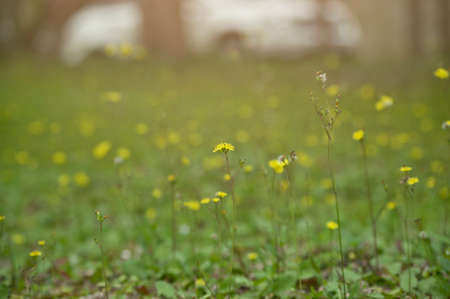 small yellow flower in gardenの写真素材