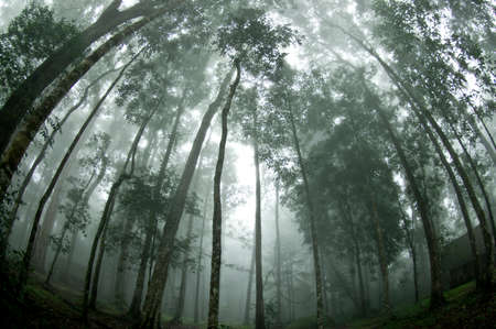 Abstract fog and light in tropical jungle Asia Thailandの写真素材
